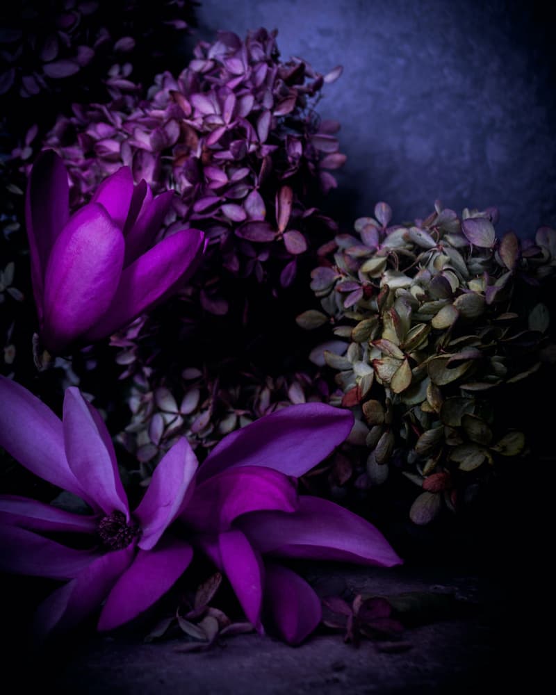 Deep Purple Blooms by Michele Frechette — canvas wall art