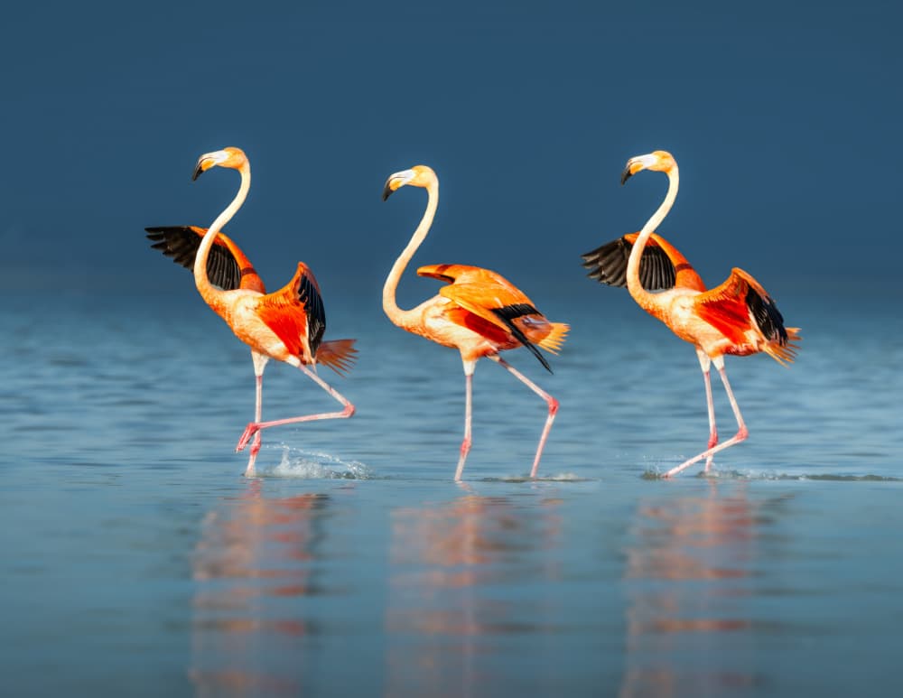 Pink Flamingos Wading by Li Ying — canvas wall art