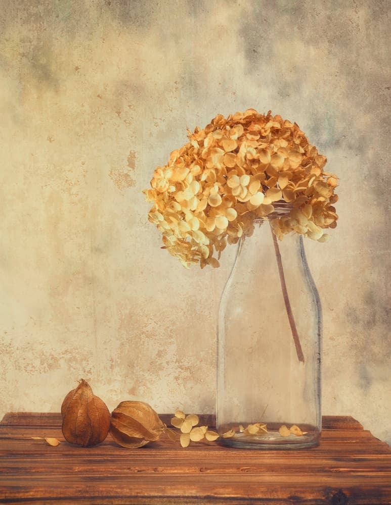 Dried Hydrangea Still Life by Sophie Pan — canvas wall art