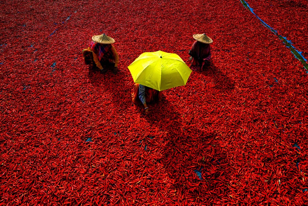 Red Pepper Harvest by Avishek Das — canvas wall art