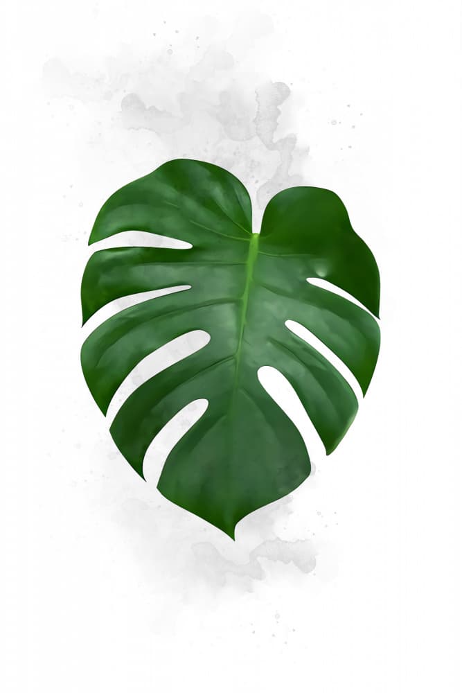 Elegant Monstera Leaf by Rafal Kulik — canvas wall art