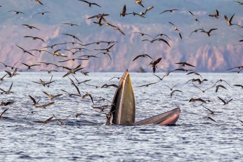 Whale Feeding Frenzy by HuongHoang — canvas wall art