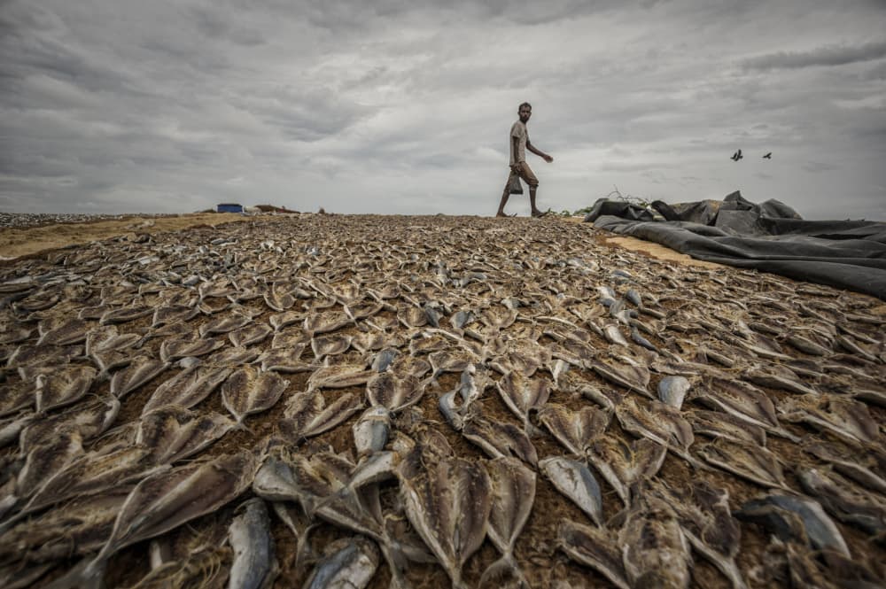 Man Walking Dried Fish Field by Pavol Stranak — canvas wall art