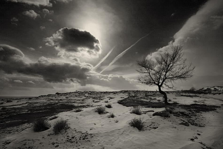 Stark Winter Tree by Suren Manvelyan — canvas wall art