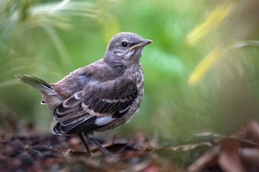 Curious Fledgling Bird by Atul Saluja — canvas wall art