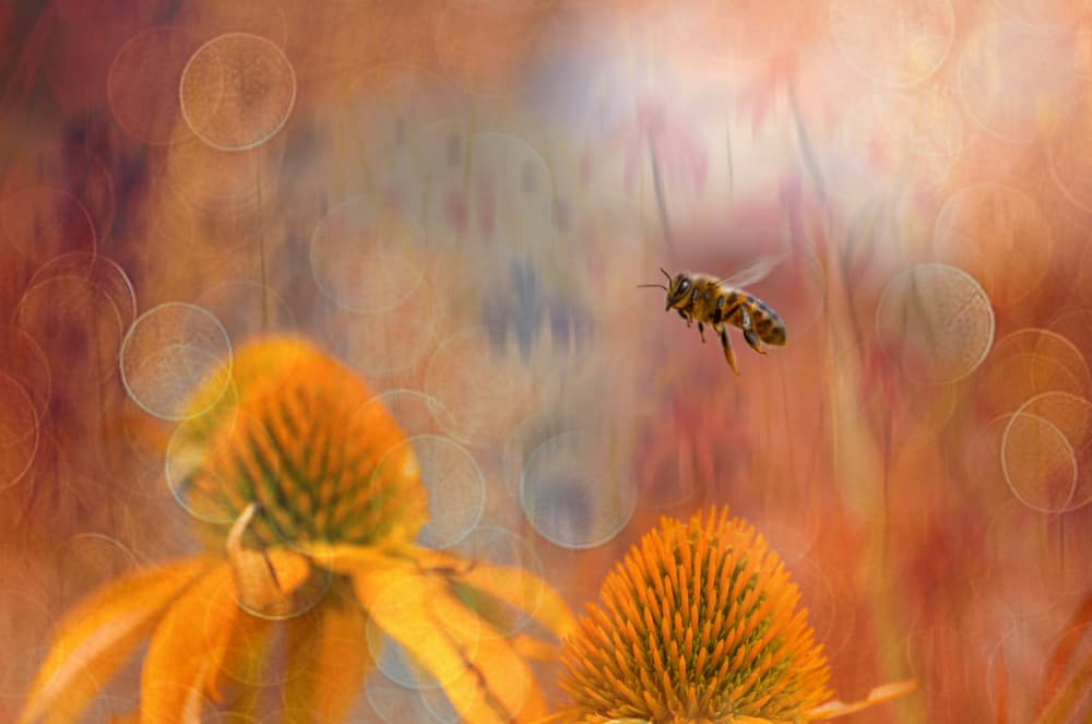 Golden Garden Bee by Anette Ohlendorf — canvas wall art