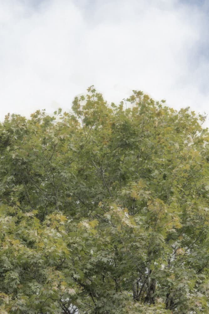Lush Green Canopy by Lynann Colligan — canvas wall art