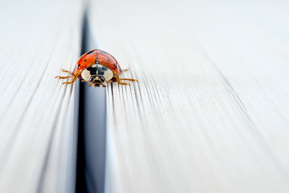 Gentle Ladybug on Pages by Boris Hristov — canvas wall art