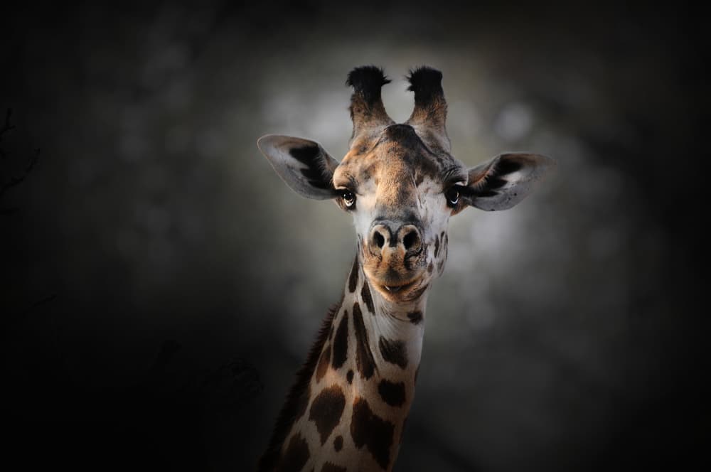 Giraffe's Gentle Gaze by Antonio Grambone — canvas wall art