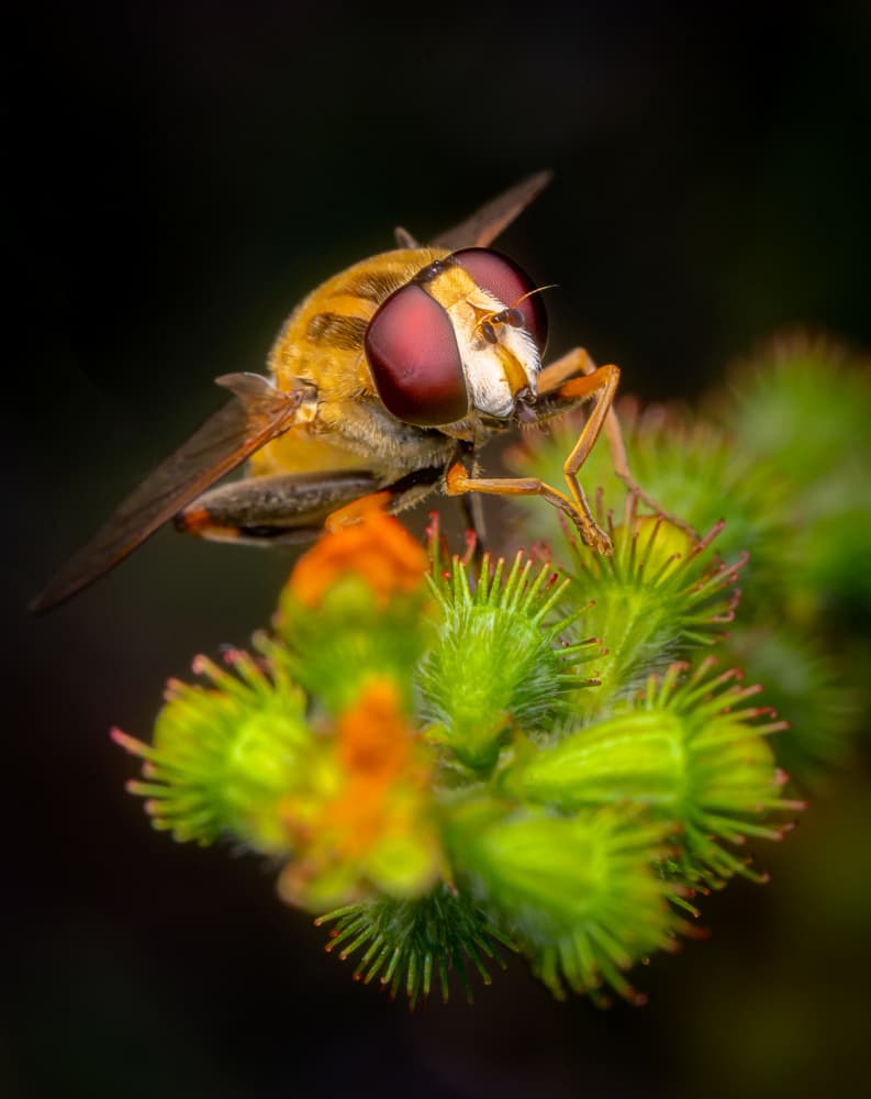 Vivid Hoverfly on Green by Eduard Andrica — canvas wall art