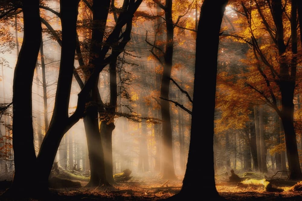 Golden Forest Light by Jan Paul Kraaij — canvas wall art