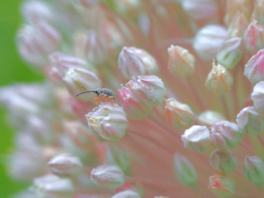 The watchman of spring... by Thierry Dufour — canvas wall art