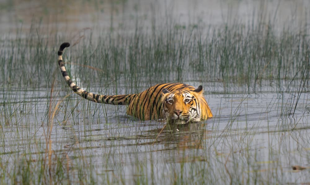 anyone game for a swim by Manish Nagpal — canvas wall art