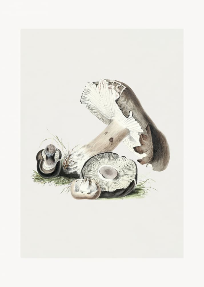Vintage Agaricus Augustus Mushroom 50x70 by Biodiversity Heritage Library — canvas wall art