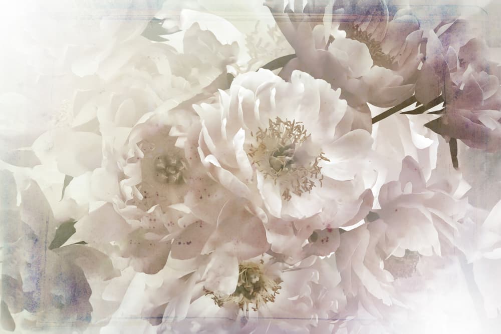 Vintage Pastel Peonies by Rafal Kulik — canvas wall art