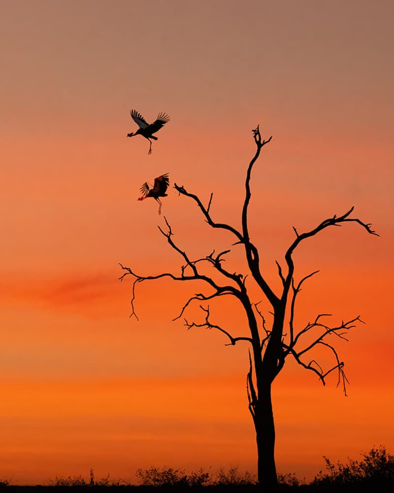 African Sunset Silhouette by Yun Thwaits — canvas wall art