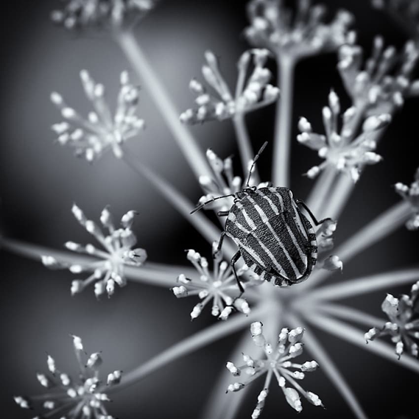 Striped Bug on Bloom by Carsten Meyerdierks — canvas wall art