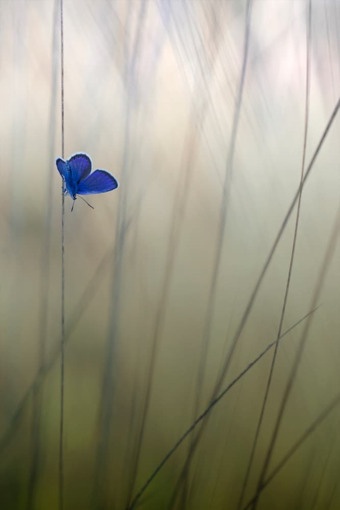 Serene Blue Butterfly by Daan de Vos — canvas wall art