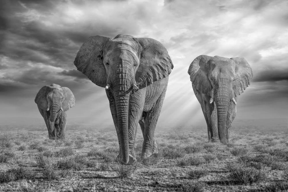 Majestic African Elephants by Marcel Egger — canvas wall art
