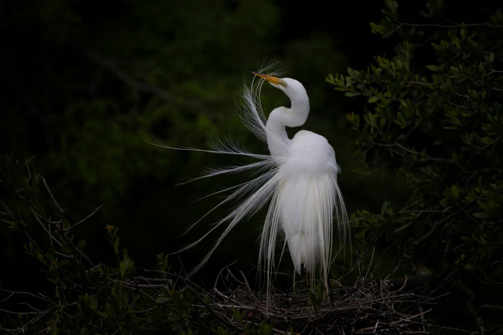 Elegant White Egret by Max Wang — canvas wall art