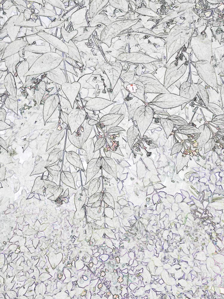 Botanical Sketch Lines by Santhosh ch — canvas wall art