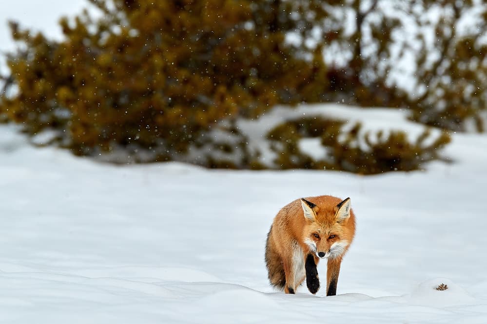 Red Fox Winter Walk by Peter Hudson — canvas wall art