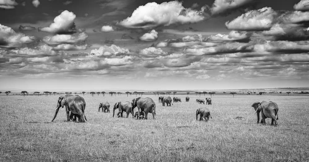 Majestic Savanna Elephants by Jeffrey C. Sink — canvas wall art
