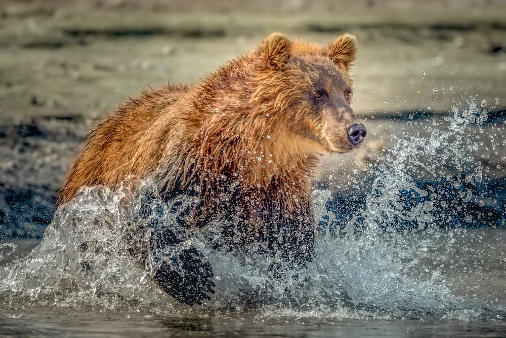 Brown Bear Splash by Roshkumar — canvas wall art