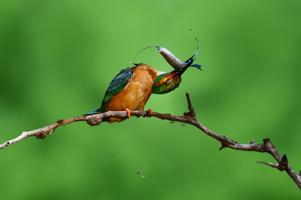 Kingfisher's Perfect Catch by Rob Li — canvas wall art