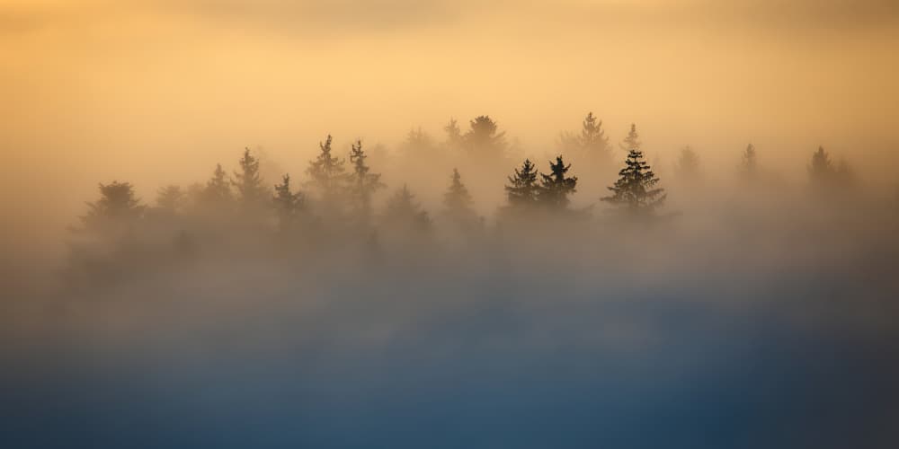 Misty Golden Forest by Judith Kuhn — canvas wall art