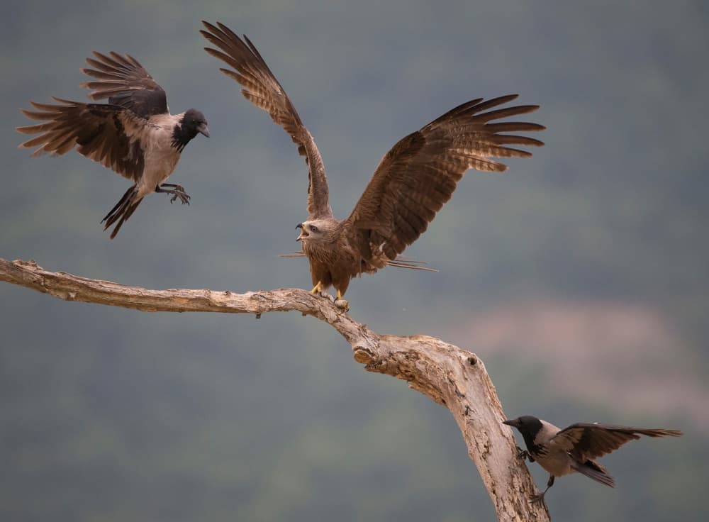 Birds Battle on Branch by Zhecho Planinski — canvas wall art