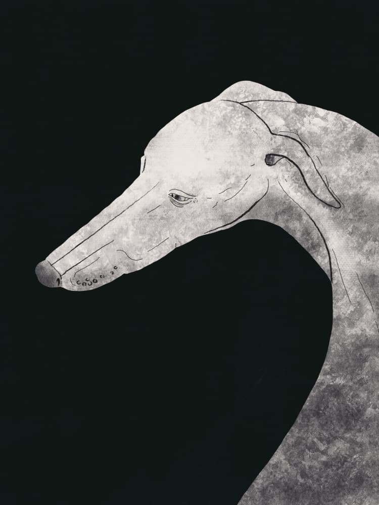 Elegant Greyhound Drawing by Little Dean — canvas wall art
