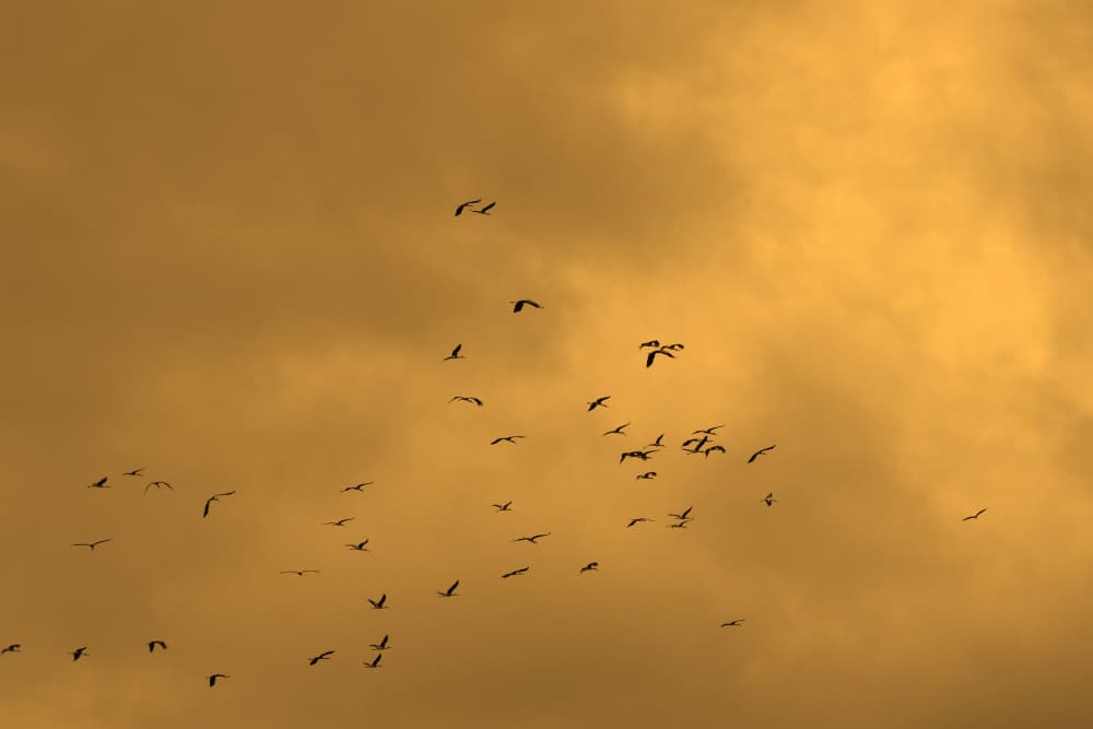 Golden Sky Birds by Santhosh ch — canvas wall art