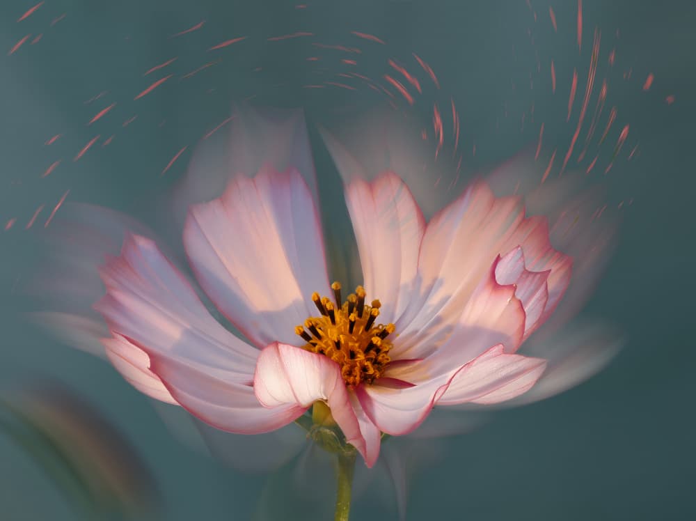Dreamy Pink Cosmos by Yi Pan — canvas wall art