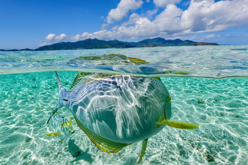 Paradise Fish Over Under by Serge Melesan — canvas wall art