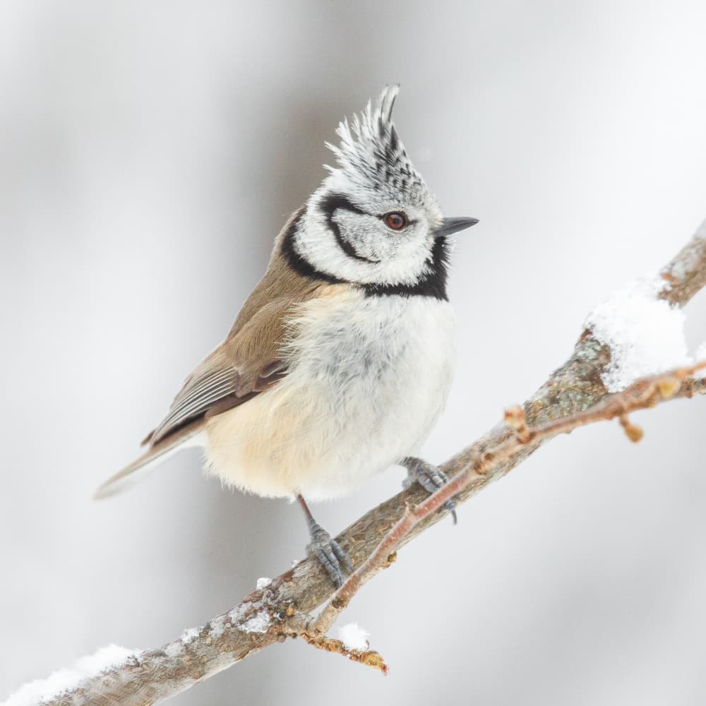 Snowy Crested Tit by Annie Keizer — canvas wall art