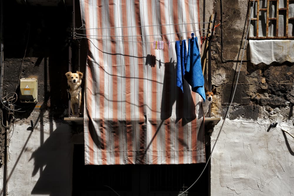 Curious Street Dogs Watch by Jurij Bizjak — canvas wall art