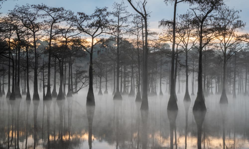 Misty Cypress Swamp by Alexander Lozitsky — canvas wall art