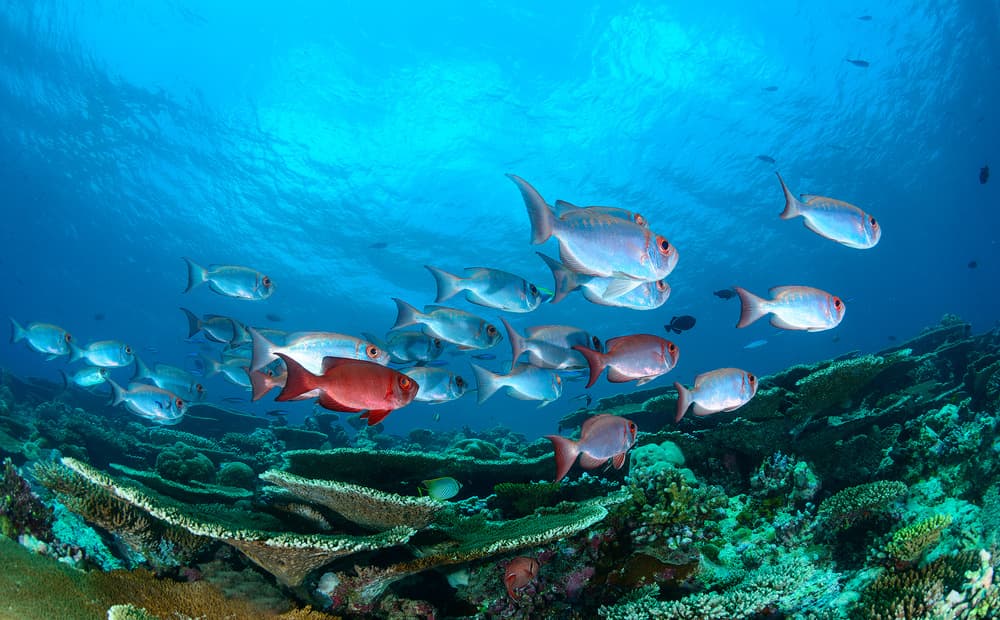Red Fish in Coral Reef by Roberto Marchegiani — canvas wall art