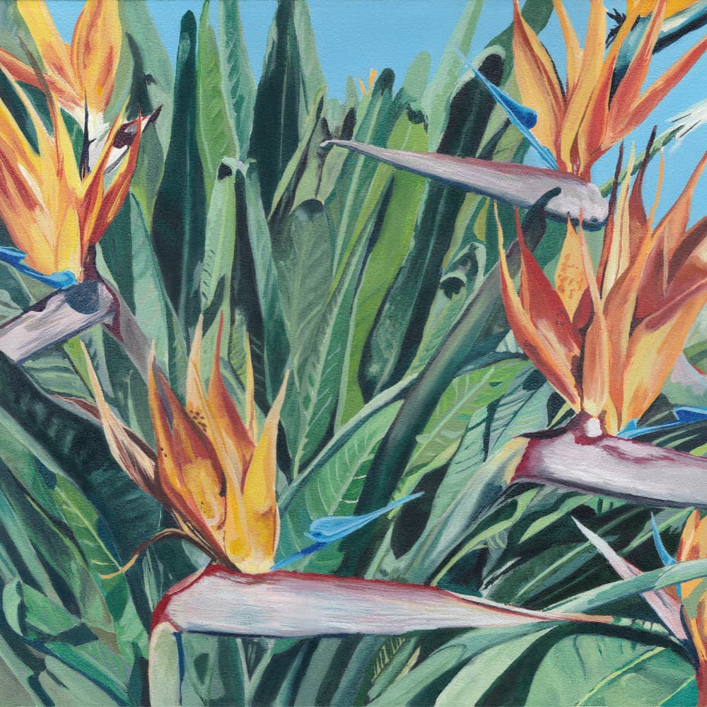 Bird Of Paradise Blooms by Viccy Wanliss — canvas wall art