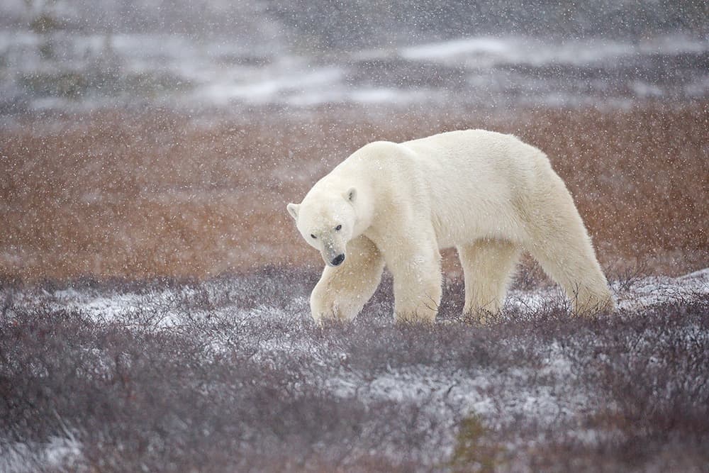 Arctic Bear Snowfall by Marco Pozzi — canvas wall art