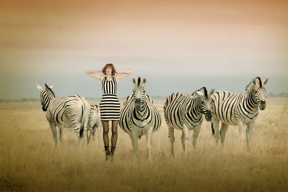 Matching Stripes by Christine von Diepenbroek — canvas wall art