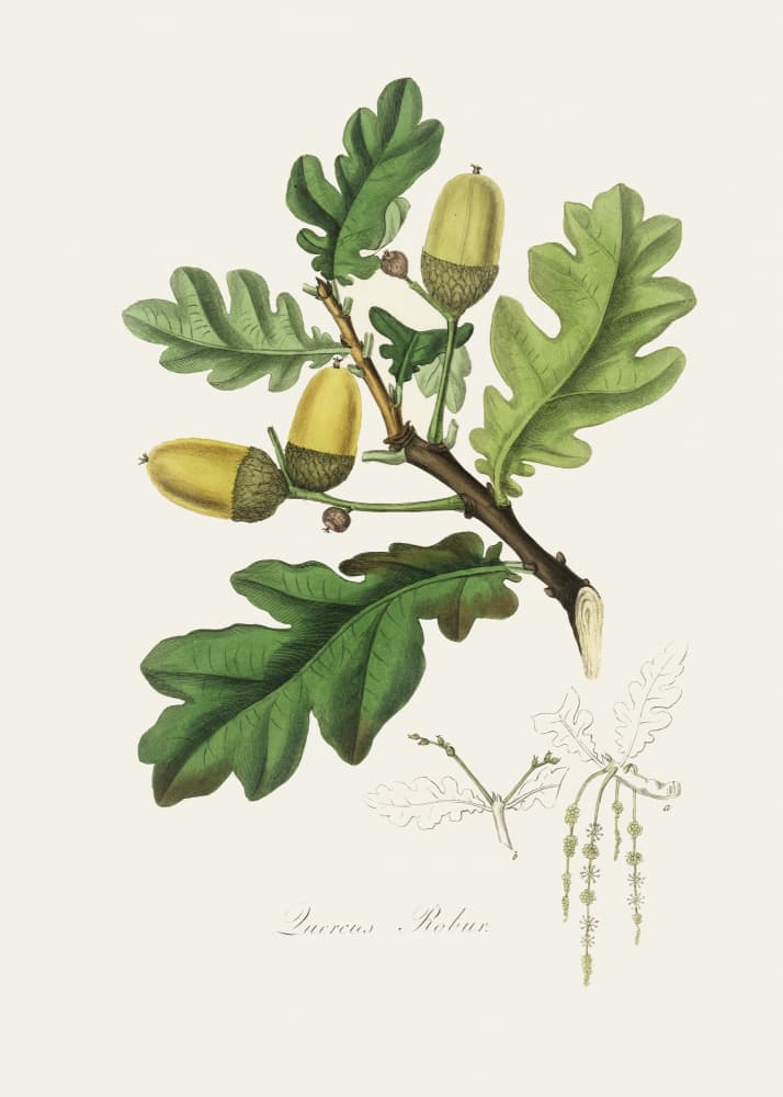 English Oak (quercus) Medical Botany by John Stephenson and James Morss Churchill — canvas wall art