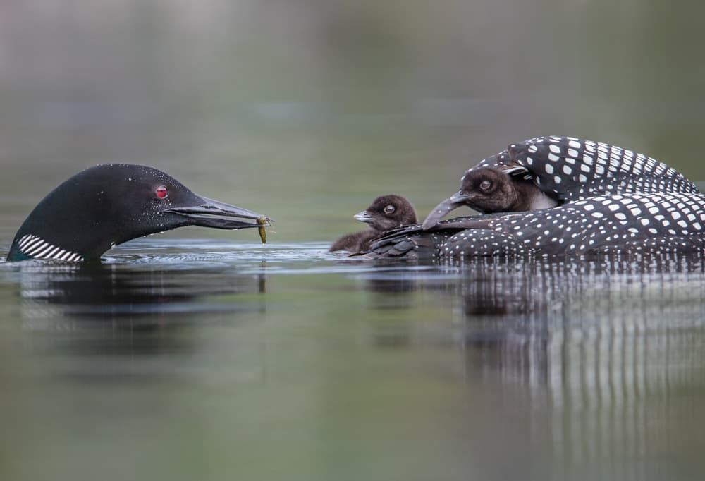 Loon Family Feeding by Greg Barsh — canvas wall art