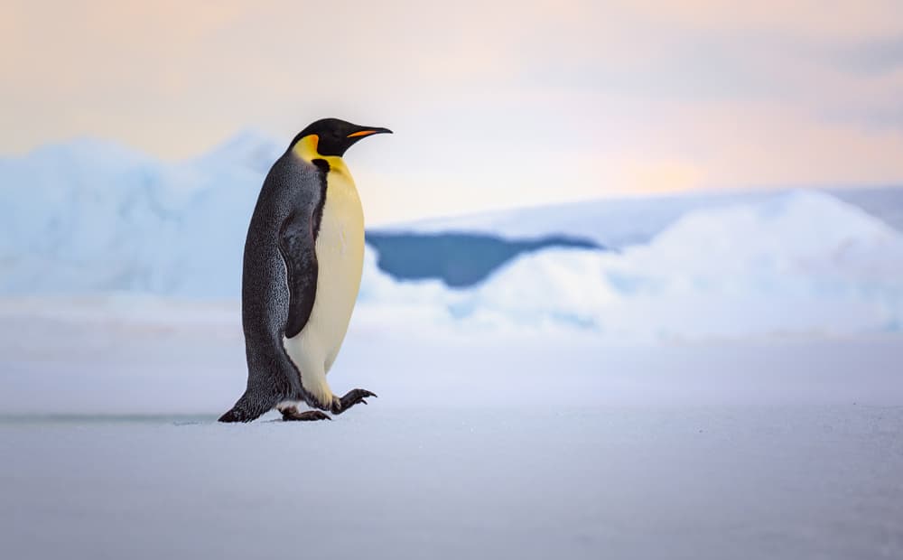 Majestic Antarctic Penguin by Siyu_Wei APA — canvas wall art