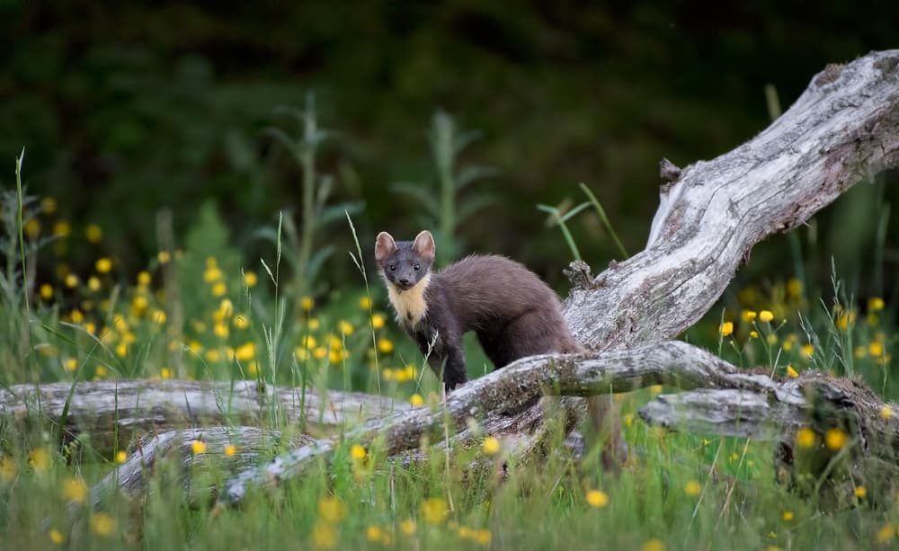 Watchful Pine Marten by Christian Lindsten — canvas wall art