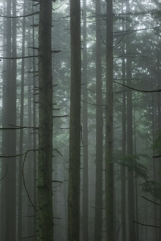 Misty Forest by Lynann Colligan — canvas wall art