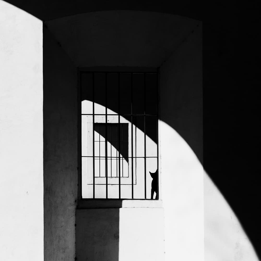 Shadow Cat Geometry by Massimo Della Latta — canvas wall art