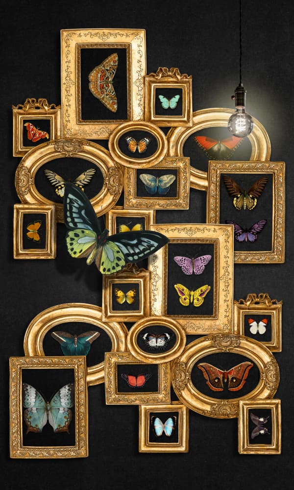 Vintage Butterfly Gallery