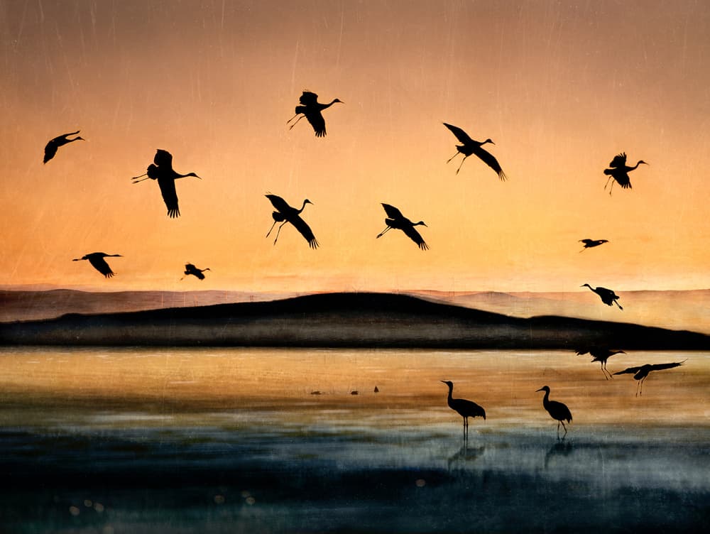 Golden Sunset Cranes by Shenshen Dou — canvas wall art